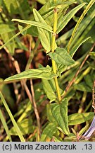 Scutellaria hastifolia (tarczyca oszczepowata)