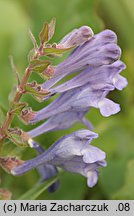 Scutellaria hastifolia (tarczyca oszczepowata)