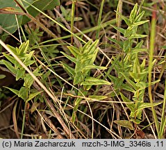 Scutellaria hastifolia (tarczyca oszczepowata)