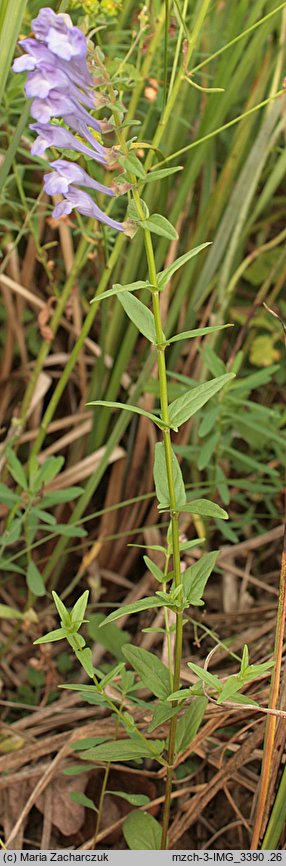 Scutellaria hastifolia (tarczyca oszczepowata)