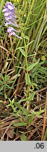 Scutellaria hastifolia (tarczyca oszczepowata)