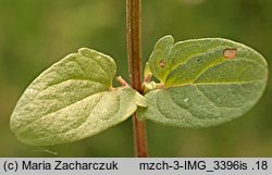 Scutellaria hastifolia (tarczyca oszczepowata)