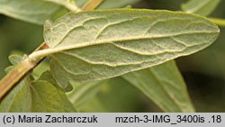 Scutellaria hastifolia (tarczyca oszczepowata)