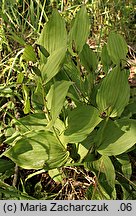 Cypripedium calceolus (obuwik pospolity)