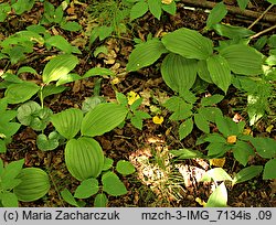 Cypripedium calceolus (obuwik pospolity)