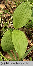 Cypripedium calceolus (obuwik pospolity)