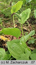 Cypripedium calceolus (obuwik pospolity)