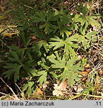 Pulsatilla patens ssp. patens (sasanka otwarta typowa)