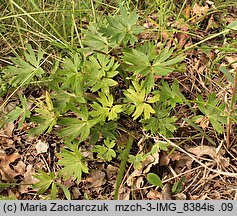 Pulsatilla patens ssp. patens (sasanka otwarta typowa)