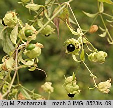 Silene baccifera (wyżpin jagodowy)