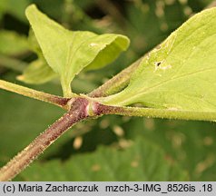 Silene baccifera (wyżpin jagodowy)