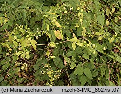 Silene baccifera (wyżpin jagodowy)