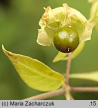 Silene baccifera (wyżpin jagodowy)