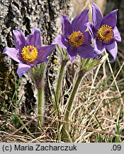 Pulsatilla patens ssp. patens (sasanka otwarta typowa)