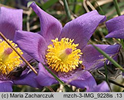 Pulsatilla patens ssp. patens (sasanka otwarta typowa)