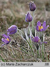 Pulsatilla patens ssp. patens (sasanka otwarta typowa)