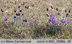 Pulsatilla patens ssp. patens (sasanka otwarta typowa)