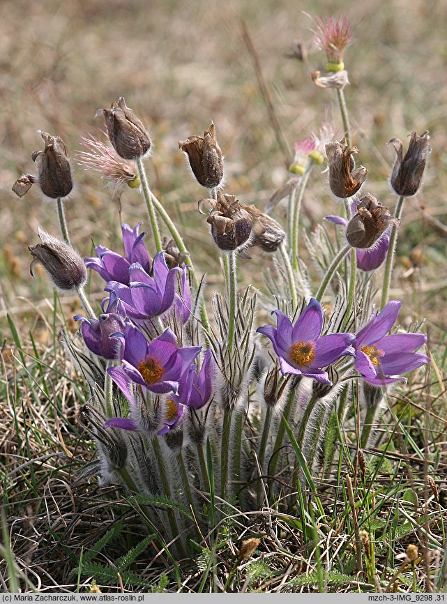 Pulsatilla patens ssp. patens (sasanka otwarta typowa)