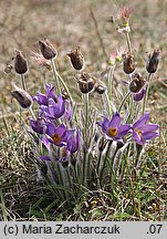 Pulsatilla patens ssp. patens (sasanka otwarta typowa)