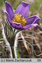 Pulsatilla patens ssp. patens (sasanka otwarta typowa)