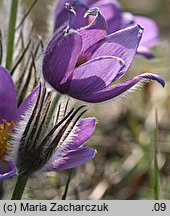 Pulsatilla patens ssp. patens (sasanka otwarta typowa)