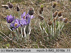 Pulsatilla patens ssp. patens (sasanka otwarta typowa)