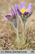 Pulsatilla patens ssp. patens (sasanka otwarta typowa)