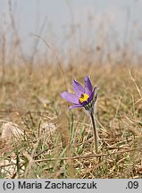 Pulsatilla patens ssp. patens (sasanka otwarta typowa)