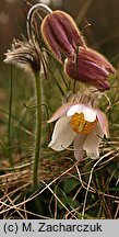 Pulsatilla vernalis (sasanka wiosenna)