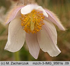 Pulsatilla vernalis (sasanka wiosenna)