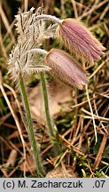 Pulsatilla vernalis (sasanka wiosenna)