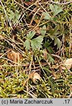 Pulsatilla vernalis (sasanka wiosenna)