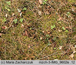 Pulsatilla vernalis (sasanka wiosenna)