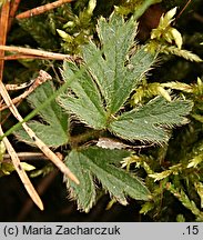 Pulsatilla vernalis (sasanka wiosenna)