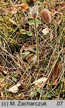 Pulsatilla vernalis (sasanka wiosenna)