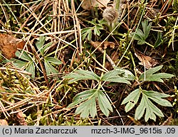 Pulsatilla vernalis (sasanka wiosenna)