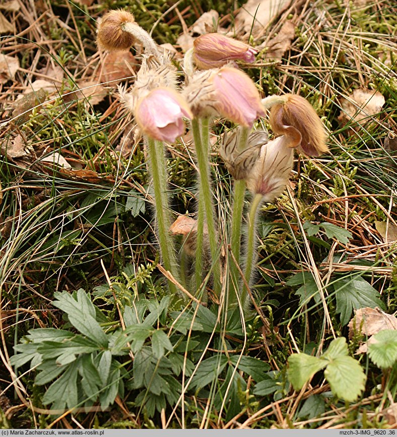 Pulsatilla vernalis (sasanka wiosenna)