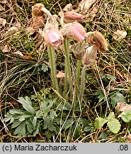 Pulsatilla vernalis (sasanka wiosenna)