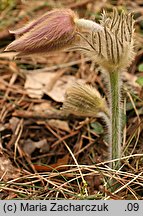 Pulsatilla vernalis (sasanka wiosenna)