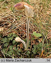 Pulsatilla vernalis (sasanka wiosenna)