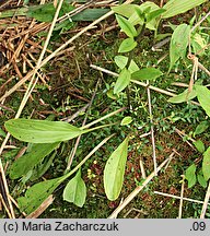 Swertia perennis ssp. perennis (niebielistka trwała typowa)