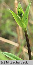 Swertia perennis ssp. perennis (niebielistka trwała typowa)