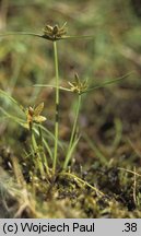 Cyperus flavescens (cibora żółta)