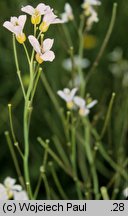 Cardamine matthioli (rzeżucha Matthiolego)