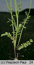 Cardamine matthioli (rzeżucha Matthiolego)