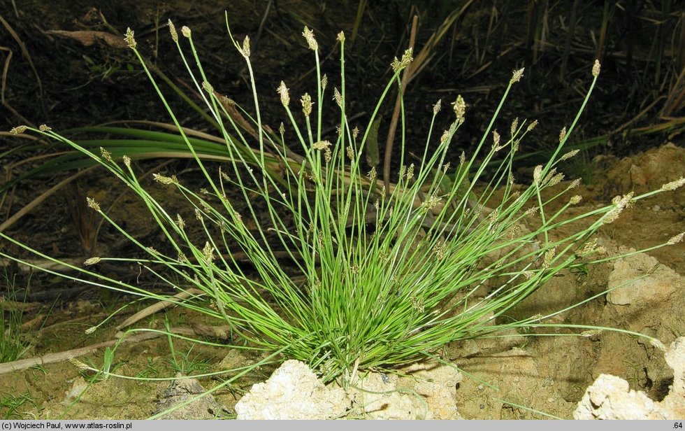 Eleocharis carniolica (ponikło kraińskie)