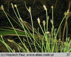 Eleocharis carniolica (ponikło kraińskie)