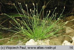 Eleocharis carniolica (ponikło kraińskie)