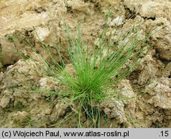 Eleocharis carniolica (ponikło kraińskie)