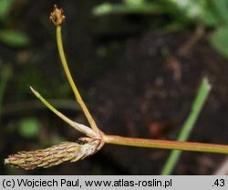 Eleocharis carniolica (ponikło kraińskie)